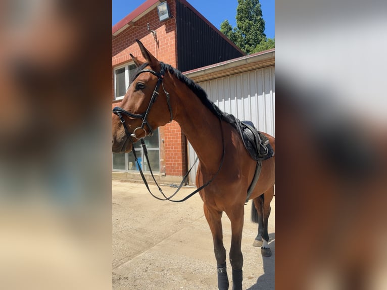 Mecklenburger Warmblut Wallach 6 Jahre 178 cm Brauner in Ratingen