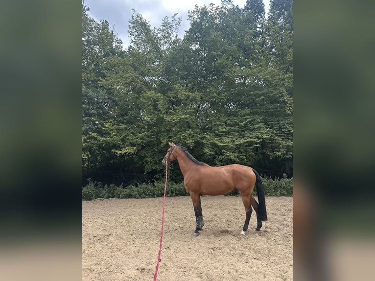 Mecklenburger Warmblut Wallach 6 Jahre 178 cm Brauner in Ratingen