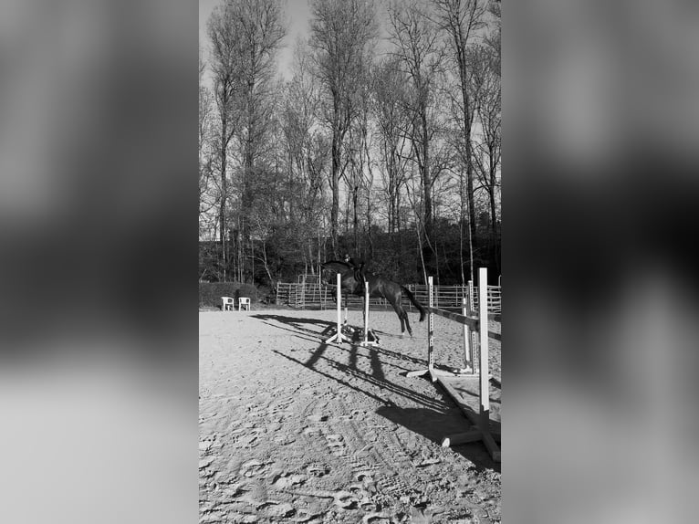 Mecklenburger Warmblut Wallach 6 Jahre 178 cm Brauner in Ratingen