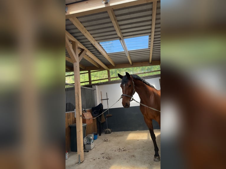 Mecklenburger Warmblut Wallach 6 Jahre 178 cm Brauner in Ratingen