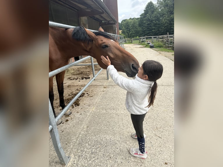 Mecklenburger Warmblut Wallach 6 Jahre 178 cm Brauner in Ratingen