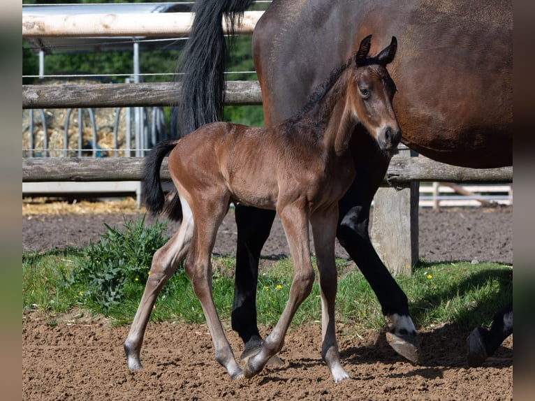 Mecklenburger Warmblut Wallach 6 Jahre 178 cm Brauner in Sahms