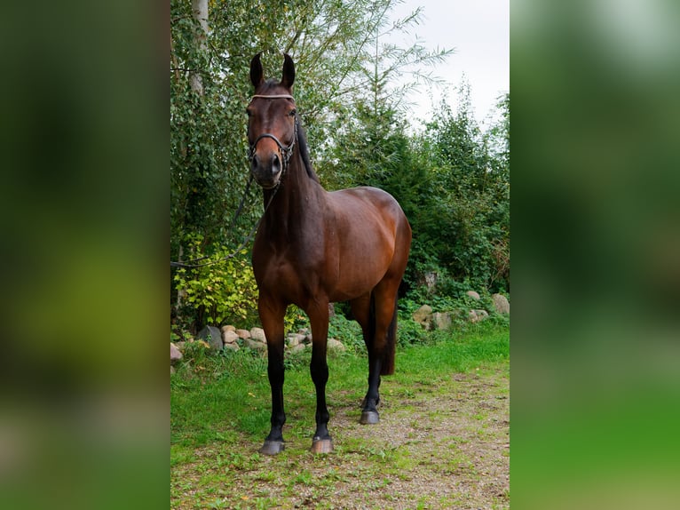 Mecklenburger Warmblut Wallach 6 Jahre 178 cm Brauner in Sahms