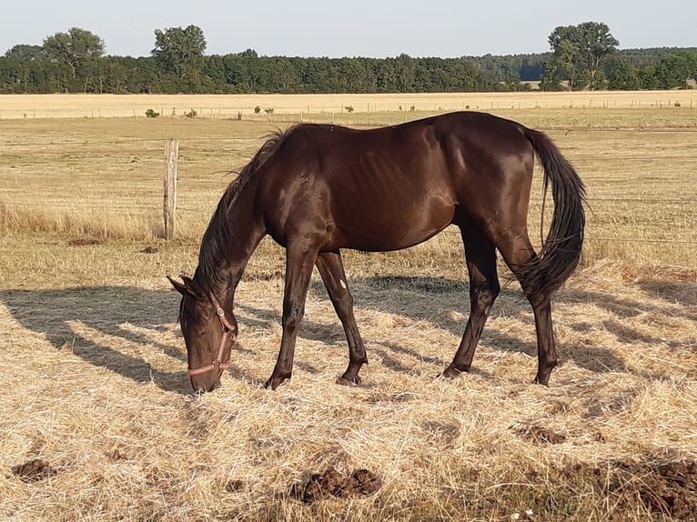 Mecklenburger Warmblut Wallach 6 Jahre Rappe in Ludwigslust