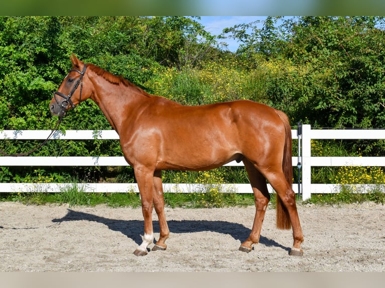 Mecklenburger Warmblut Wallach 6 Jahre  in Seebad Bansin