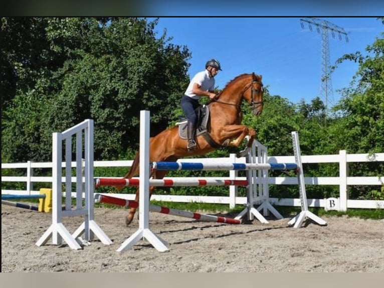Mecklenburger Warmblut Wallach 6 Jahre  in Seebad Bansin