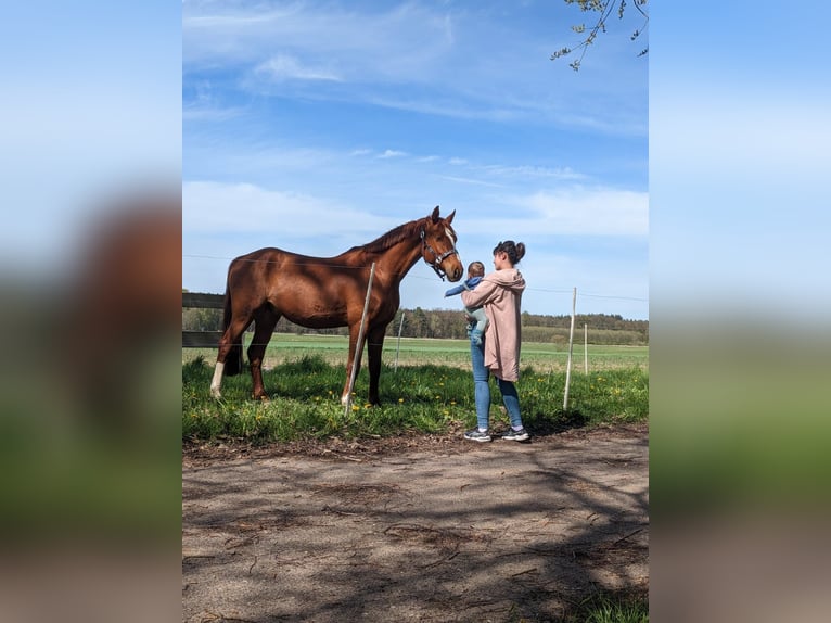 Mecklenburger Warmblut Wallach 7 Jahre 165 cm Fuchs in Muchow