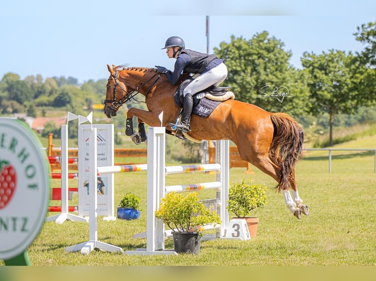 Mecklenburger Warmblut Wallach 7 Jahre 167 cm Fuchs in Lengenfeld