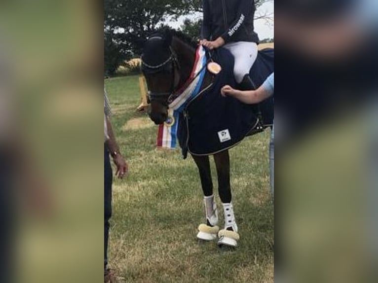 Mecklenburger Warmblut Wallach 7 Jahre 168 cm Brauner in Gadebusch