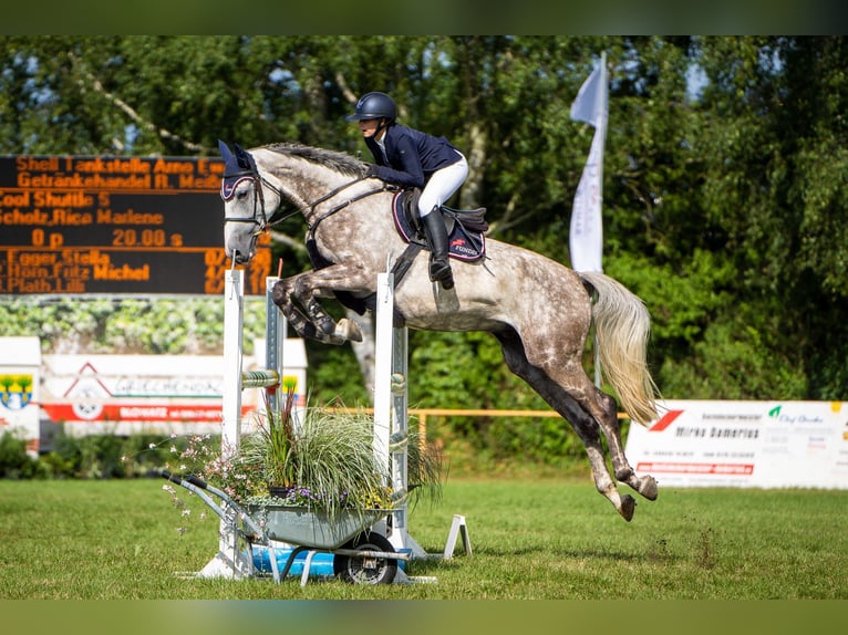 Mecklenburger Warmblut Wallach 7 Jahre 171 cm Schimmel in Insel Poel