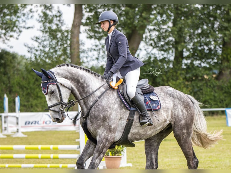 Mecklenburger Warmblut Wallach 7 Jahre 171 cm Schimmel in Insel Poel