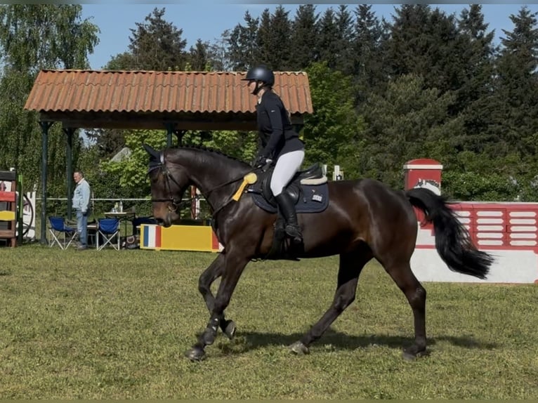 Mecklenburger Warmblut Wallach 7 Jahre 172 cm Schwarzbrauner in Fehrbellin