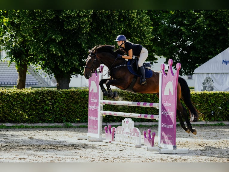 Mecklenburger Warmblut Wallach 7 Jahre 172 cm Schwarzbrauner in Fehrbellin