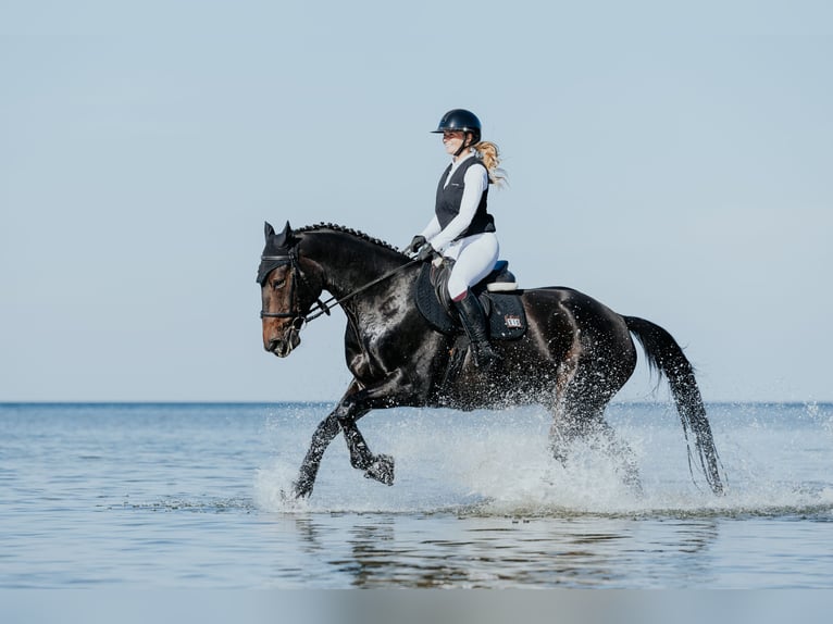 Mecklenburger Warmblut Wallach 7 Jahre 172 cm Schwarzbrauner in Fehrbellin
