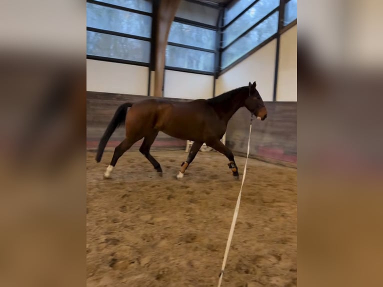 Mecklenburger Warmblut Wallach 7 Jahre 173 cm Brauner in Hagenow