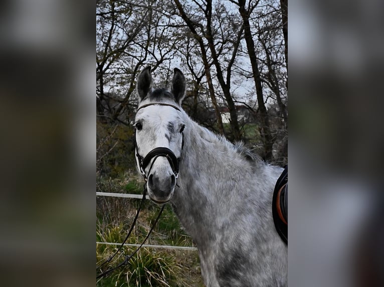 Mecklenburger Warmblut Wallach 7 Jahre 173 cm Schimmel in Solingen