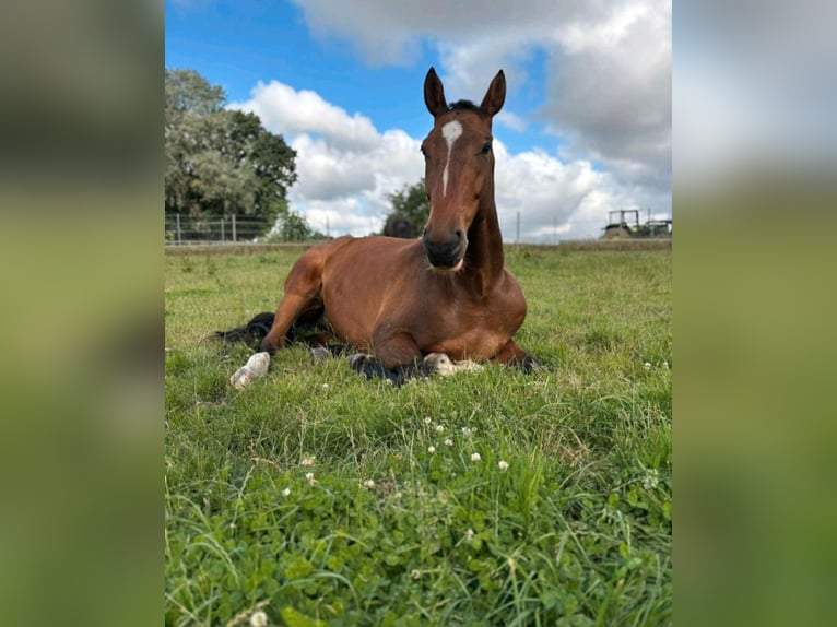 Mecklenburger Warmblut Wallach 7 Jahre 174 cm Dunkelbrauner in Hagenow