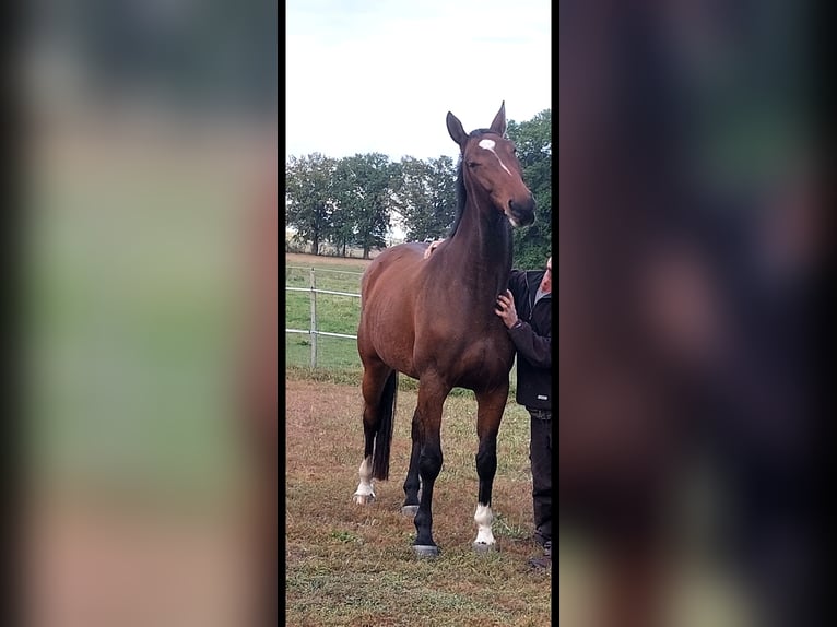 Mecklenburger Warmblut Wallach 7 Jahre 174 cm Dunkelbrauner in Hagenow