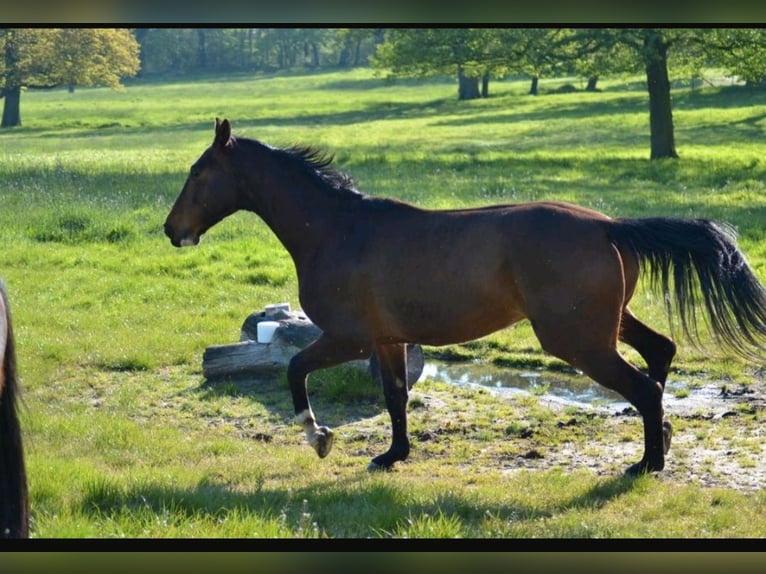 Mecklenburger Warmblut Wallach 7 Jahre 174 cm Dunkelbrauner in Hagenow