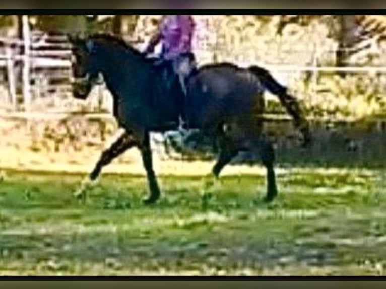 Mecklenburger Warmblut Wallach 7 Jahre 174 cm Dunkelbrauner in Hagenow