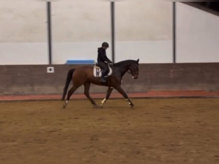 Mecklenburger Warmblut Wallach 7 Jahre 174 cm Dunkelbrauner in Hagenow