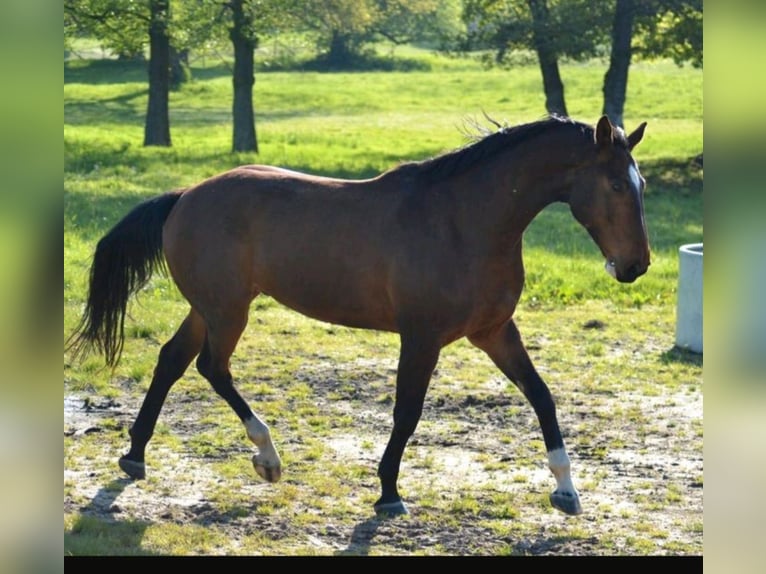 Mecklenburger Warmblut Wallach 7 Jahre 174 cm Dunkelbrauner in Hagenow