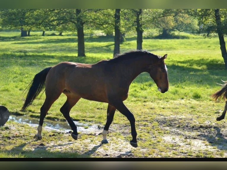 Mecklenburger Warmblut Wallach 7 Jahre 174 cm Dunkelbrauner in Hagenow