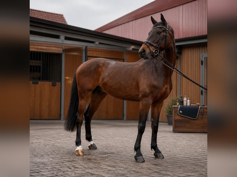 Mecklenburger Warmblut Wallach 7 Jahre 175 cm Brauner in Weisweil
