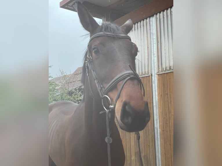 Mecklenburger Warmblut Wallach 7 Jahre 175 cm Brauner in Weisweil