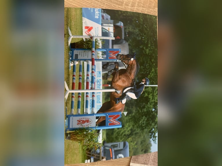 Mecklenburger Warmblut Wallach 7 Jahre 175 cm Dunkelbrauner in Dachtmissen Mecklenburger Warmblut Wallach 7 Jahre 175 cm Dunkelbrauner in Dachtmissen