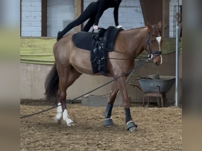 Mecklenburger Warmblut Wallach 7 Jahre 175 cm Dunkelfuchs in Greifswald