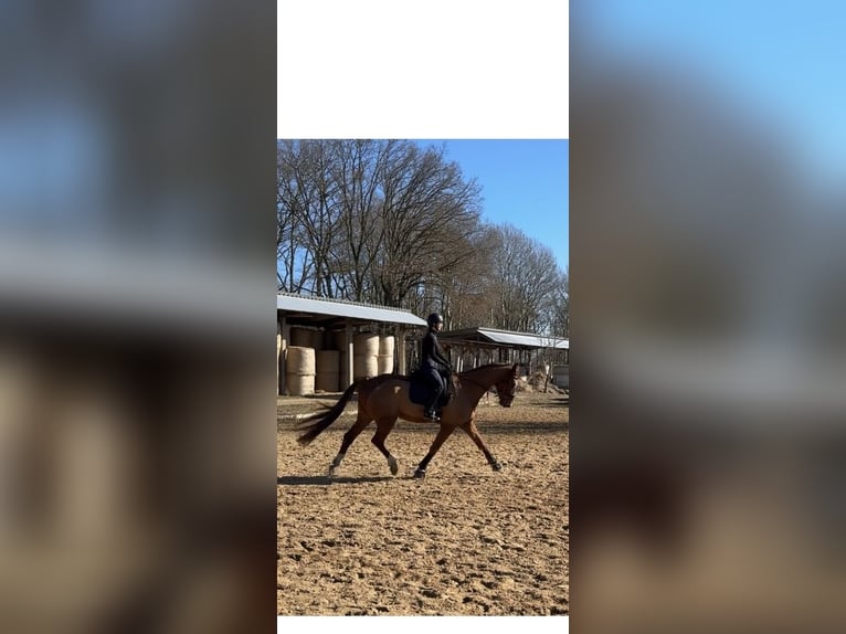 Mecklenburger Warmblut Wallach 7 Jahre 175 cm Dunkelfuchs in Greifswald