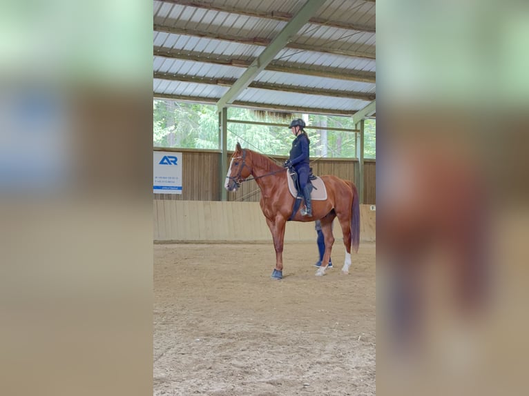 Mecklenburger Warmblut Wallach 7 Jahre 175 cm Fuchs in St. Margarethen an der Raab