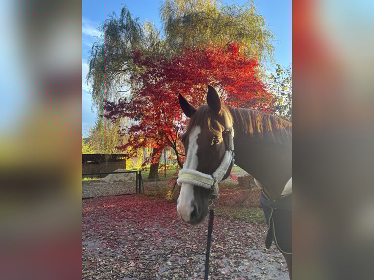 Mecklenburger Warmblut Wallach 7 Jahre 175 cm Fuchs in St. Margarethen an der Raab