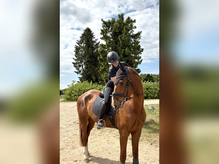 Mecklenburger Warmblut Wallach 7 Jahre 176 cm Dunkelfuchs in Greifswald