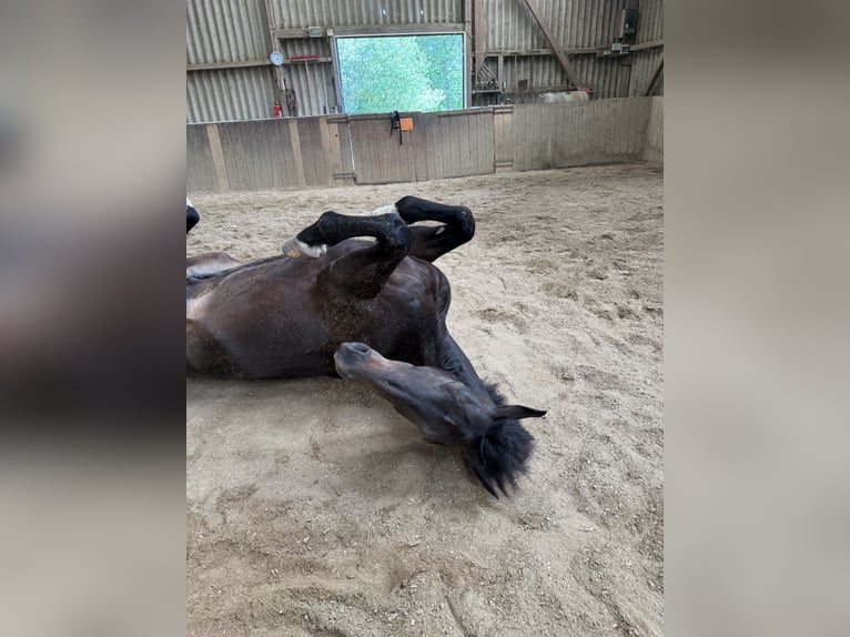 Mecklenburger Warmblut Wallach 7 Jahre 176 cm Rappe in Eltville am Rhein