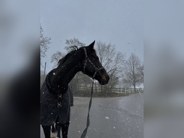 Mecklenburger Warmblut Wallach 7 Jahre 176 cm Rappe in Eltville am Rhein