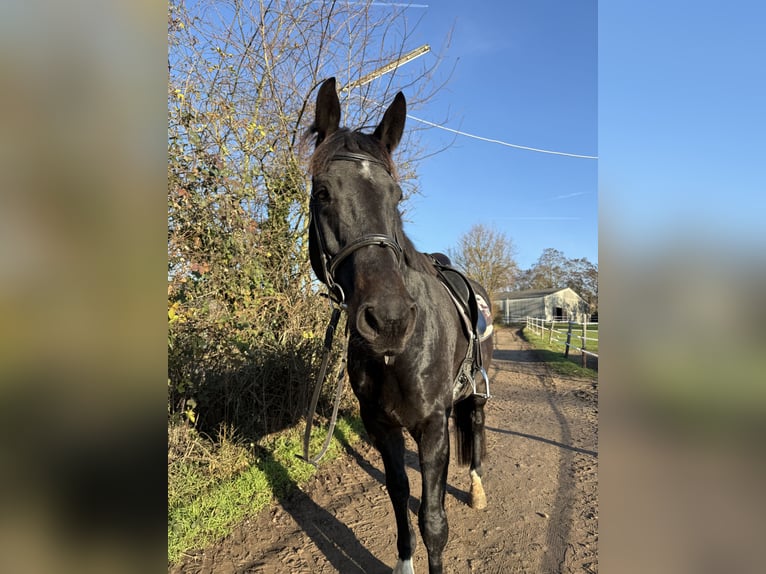 Mecklenburger Warmblut Wallach 7 Jahre 176 cm Rappe in Eltville am Rhein