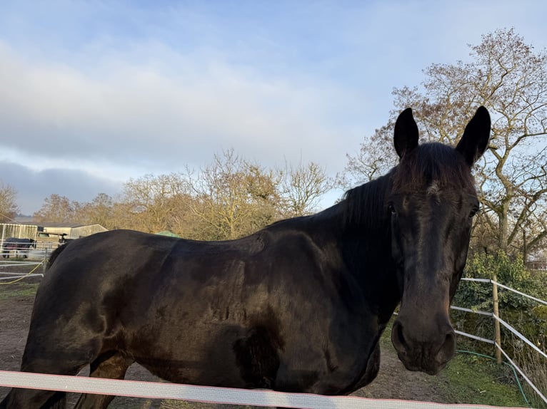 Mecklenburger Warmblut Wallach 7 Jahre 176 cm Rappe in Eltville am Rhein