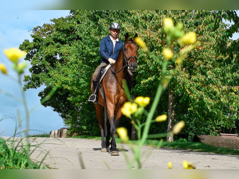 Mecklenburger Warmblut Wallach 7 Jahre 178 cm Brauner in Seebad Bansin