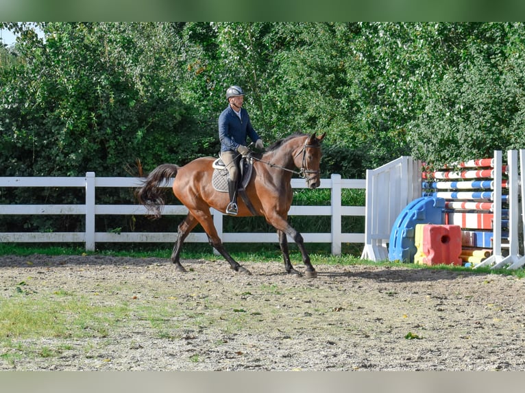 Mecklenburger Warmblut Wallach 7 Jahre 178 cm Brauner in Seebad Bansin