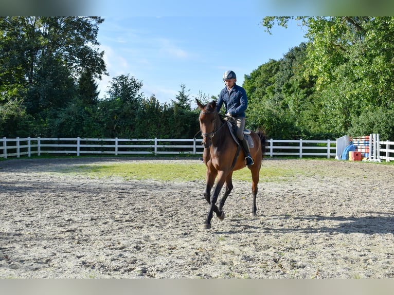 Mecklenburger Warmblut Wallach 7 Jahre 178 cm Brauner in Seebad Bansin
