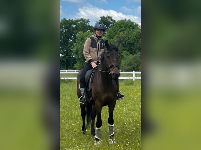 Mecklenburger Warmblut Wallach 8 Jahre 164 cm Brauner in HamminkelnHamminkeln