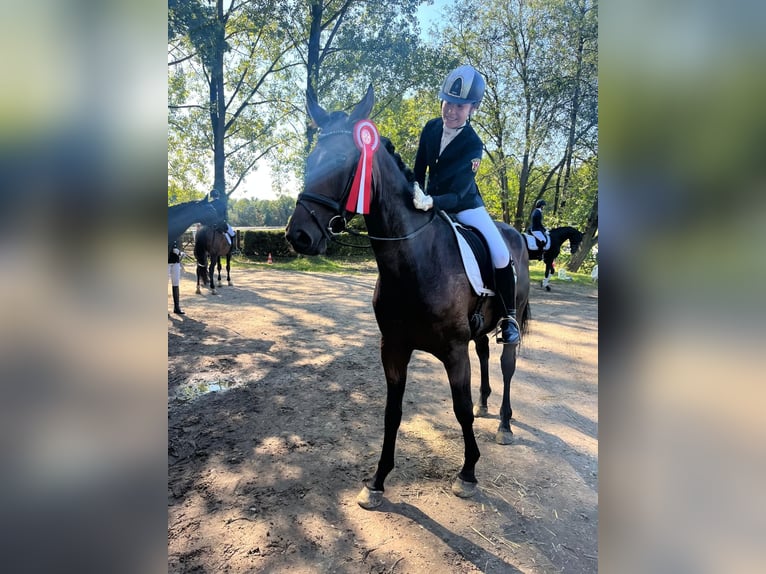 Mecklenburger Warmblut Wallach 8 Jahre 164 cm Brauner in HamminkelnHamminkeln