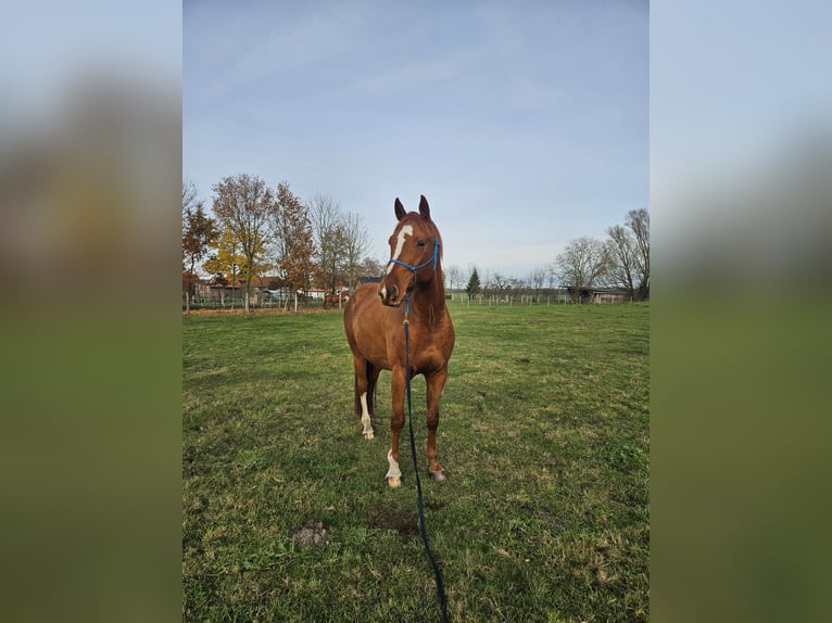 Mecklenburger Warmblut Wallach 8 Jahre 165 cm Fuchs in Muchow