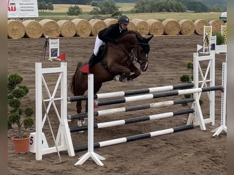 Mecklenburger Warmblut Wallach 8 Jahre 166 cm Dunkelfuchs in Petersberg