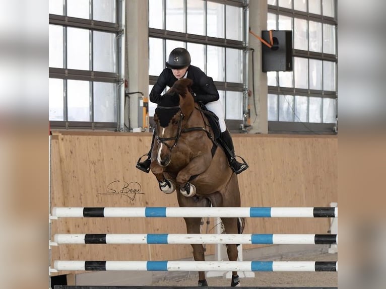 Mecklenburger Warmblut Wallach 8 Jahre 166 cm Dunkelfuchs in Petersberg