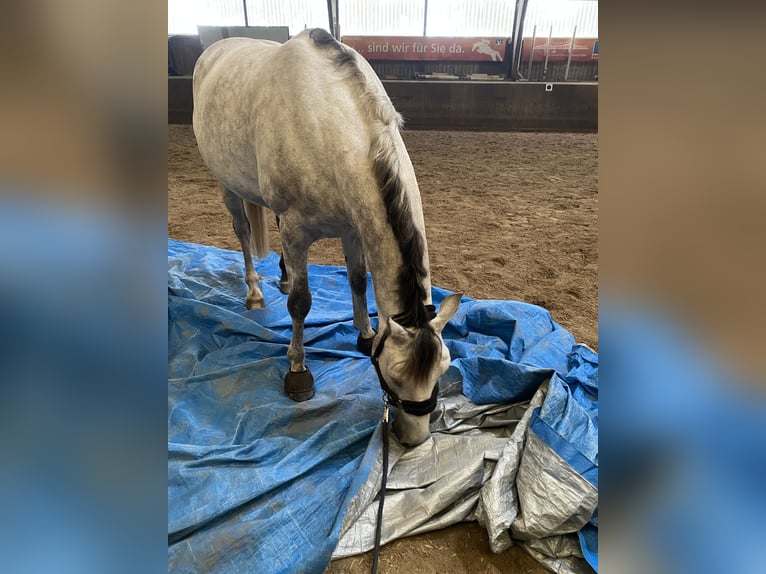 Mecklenburger Warmblut Wallach 8 Jahre 166 cm Schimmel in Nortorf