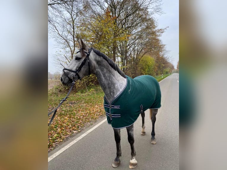 Mecklenburger Warmblut Wallach 8 Jahre 166 cm Schimmel in Nortorf