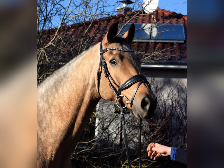 Mecklenburger Warmblut Wallach 8 Jahre 169 cm Buckskin in Schwaan